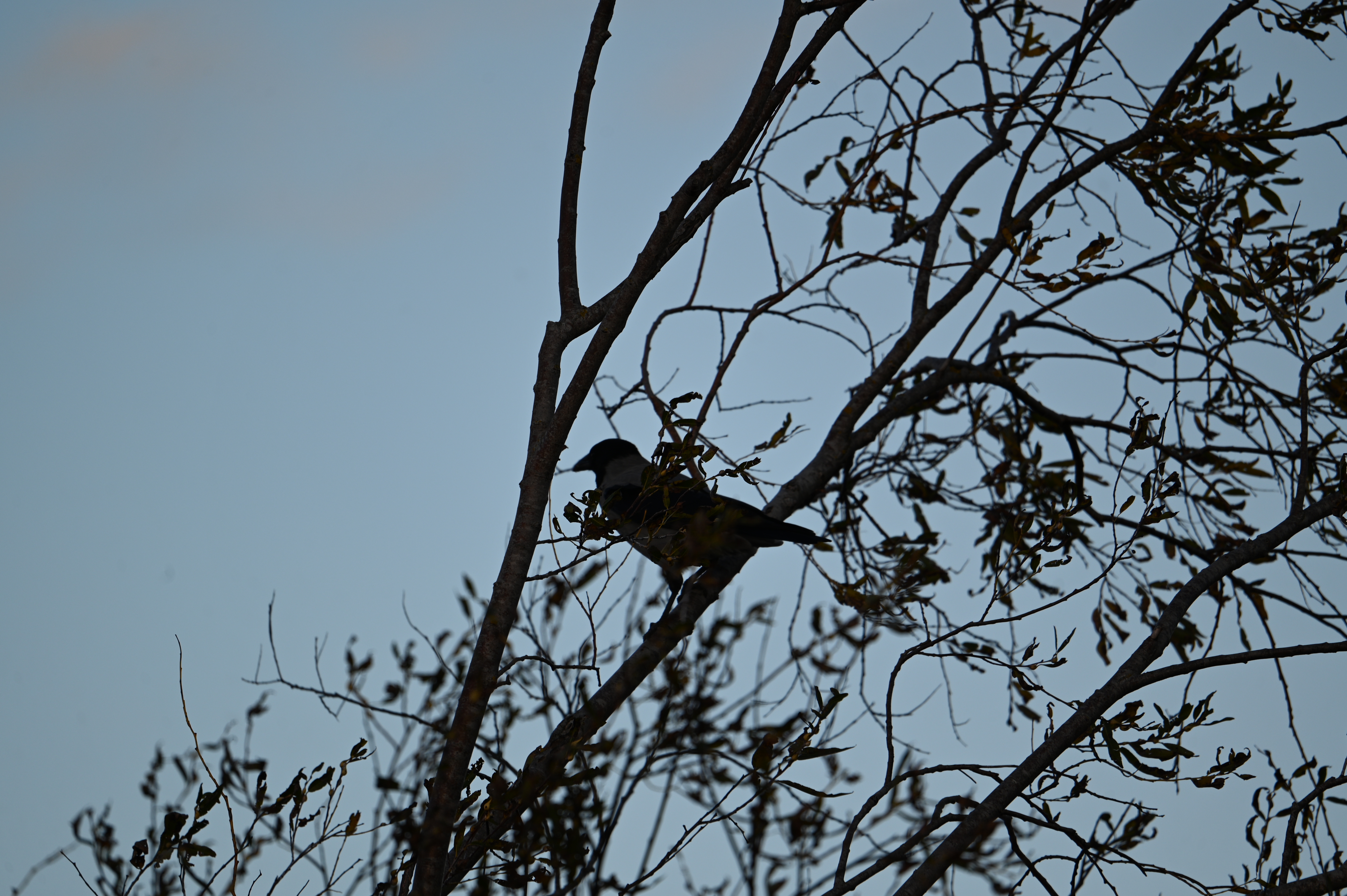 2025/10/18 - walk/DSC_0243.JPG